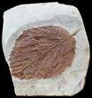 Fossil Leaf (Beringiaphyllum) - Montana #44671-1